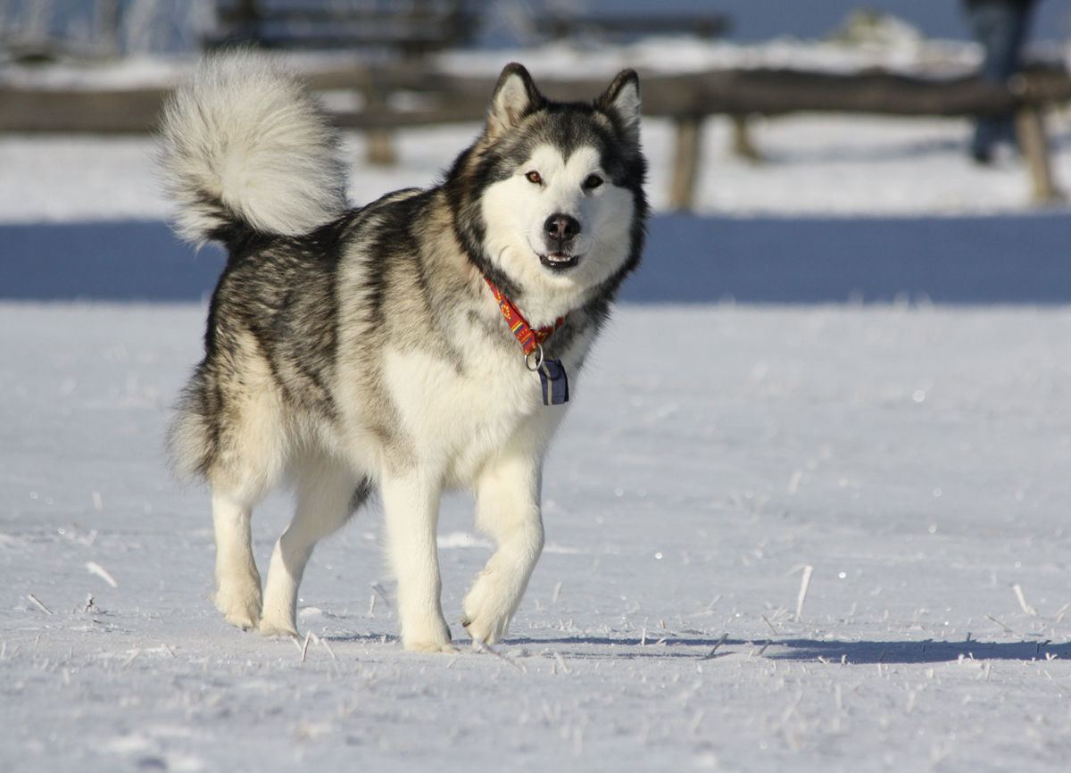 Alaskan Malamute